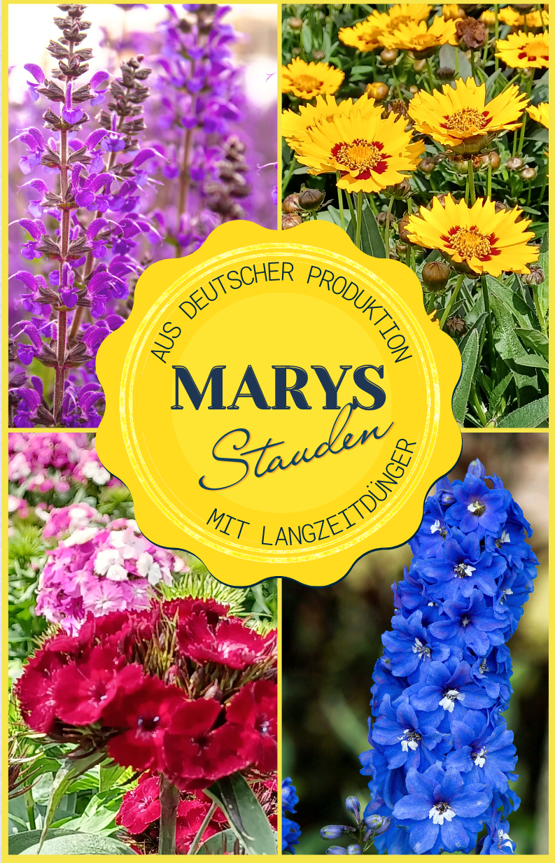 Marys Stauden